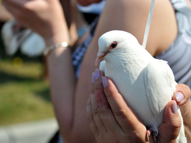 на крыльях белых голубей