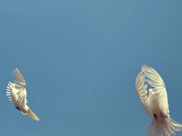 на крыльях белых голубей